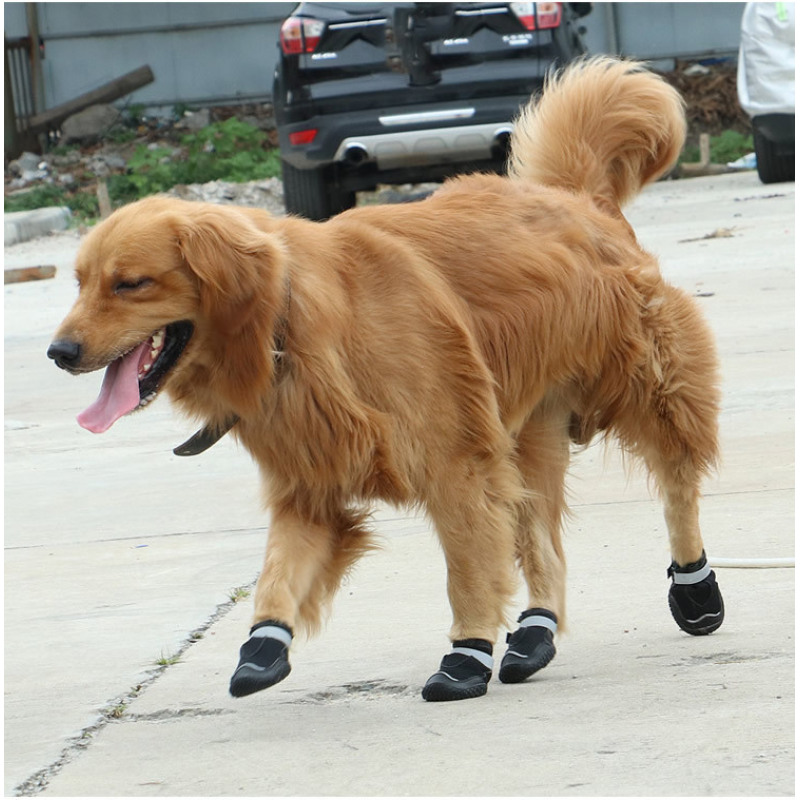 Pet Shoes & Socks